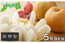 新興梨　5kg