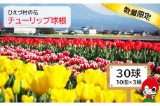 HI99：日吉津村の花　チューリップ球根30球セット（10個×3種）