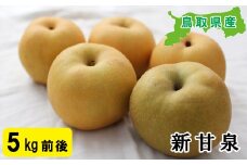 プレミアム新甘泉　5kg前後【梨 新甘泉 5kg 先行予約 期間限定 数量限定 なし ナシ 鳥取県】