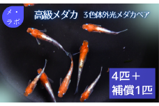 ME03：高級メダカ　３色体外光メダカペア