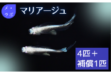 ME05：メダカ　マリアージュ