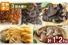 【3回定期便】きのこ定期便【きのこセット きのこ 定期便 しいたけ なめこ きくらげ ひらたけ たもぎ茸 詰め合わせ 茸 キノコ 鳥取県産】