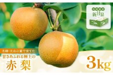 新甘泉3kg箱(鳥取県大山町産梨)【梨  新甘泉 先行予約 季節限定 赤梨 3kg 6玉～9玉 なし  期間限定 果物 フルーツ くだもの  数量限定】