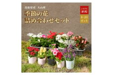 MS-80　季節の花の詰め合わせ【10月以降発送】