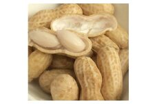 MS-09　やみつきになる新食感 茹で落花生(1kg)