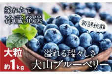 MS-33　新鮮生ブルーベリー1kg（8月採れ）