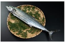 OM-04　獲れたて鮮魚　サワラ約2kg（1匹）