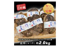 OM-28　岩牡蠣「夏輝」(約2kg)【6～8月順次発送】