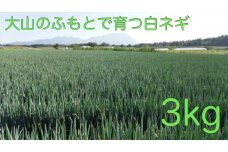 MS-28　大山の純白ねぎ（3kg）