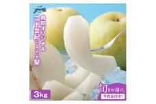 DS-24　二十世紀梨　3kg