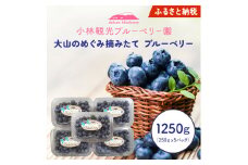 【期間限定】大山のめぐみ摘みたてブルーベリー　1250ｇ KB-01