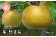 【YA04】秋甘泉［梨］（進物用5kg箱）2025年9月出荷予定＜数量限定＞