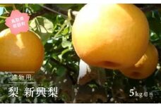 【YA07】新興梨（進物用5kg箱）2025年10月出荷予定＜数量限定＞