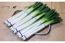 【KN01】南部町産　白ねぎ（根付き）<出荷開始11月予約>