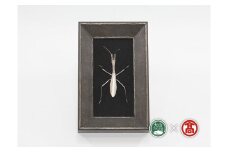 BD5 ＜tree frog＞ 銀の虫オブジェ　カマキリ(大山ブランド会）