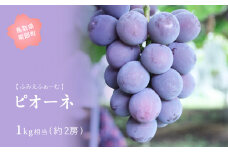 【FM04】ピオーネ 約1kg　9月出荷予定＜2025年収穫分・数量限定＞