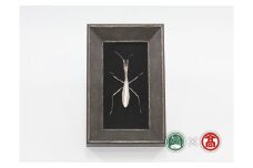 C133銀の虫オブジェ　カマキリ(大山ブランド会）