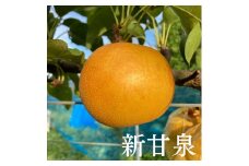 C064こばやし農園プレミアム新甘泉梨　3ｋｇ