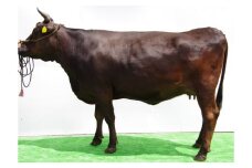 C079鳥取和牛肩ローススライス　400g