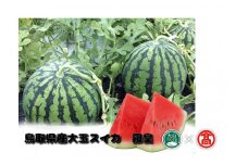 DM1＜原 農園＞鳥取県産大玉スイカ　羅皇（らおう）（大山ブランド会）
