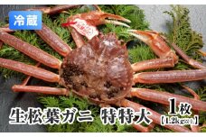 【11月中旬以降発送】【離島発送不可】活松葉ガニ 特特大 【1枚・1.2kg以上】 川口商店 松葉ガニ 松葉がに かに 蟹 カニ 鳥取県境港 鳥取県日野町