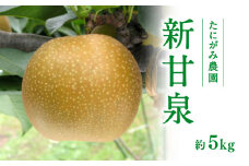 【先行予約】たにがみ農園 新甘泉梨 5kg(10～18玉) 梨 なし フルーツ 果物 くだもの 鳥取県 佐治 梨 なし ナシ