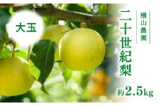 【先行予約】横山農園 大玉厳選 二十世紀梨 2.5kg(5～6玉) 梨 なし フルーツ 果物 くだもの 鳥取県 佐治 梨 なし ナシ