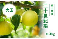 【先行予約】横山農園 大玉厳選 二十世紀梨 5kg(10～12玉) 梨 なし フルーツ 果物 くだもの 鳥取県 佐治 梨 なし ナシ