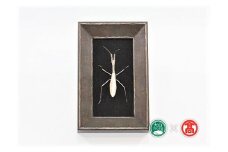  ＜tree frog＞銀の虫オブジェ カマキリ 額装 /  metal insect series 185-BD5 0641