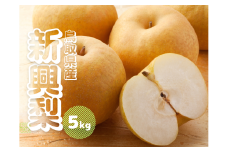 新興梨 約5kg 6～18玉前後 先行予約受付 2025年秋冬収穫分 鳥取県産 ナシ しんこうなし 5キロ TM33 0689