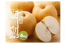 新興梨 約4kg 5～16玉前後 先行予約受付 2025年秋冬収穫分 鳥取県産 ナシ 4キロ しんこうなし TM39 0694