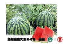 鳥取県産大玉スイカ　羅皇（らおう）（大山ブランド会）すいか フルーツ 果物 受付6月末迄 期間限定 米子高島屋 27-DM1 0935