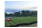 お茶 番茶 茶葉 お茶葉 松江 お茶処 有機 有機番茶 島根 松江 おすすめ