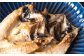 のどぐろ ノドグロ のど黒 アカムツ あかむつ 鯵 アジ いわし イワシ 鰯 ハタハタ はたはた 高級魚 干物 干もの 