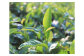 お茶 紅茶 茶葉 お茶葉  松江 お茶処 ティータイム 有機 有機紅茶 島根 松江 おすすめ