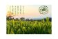 お茶 紅茶 茶葉 お茶葉  松江 お茶処 ティータイム 有機 有機紅茶 島根 松江 おすすめ