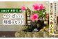 伝統石材 来待石 工芸品 庭 蹲 石 石灯篭 石灯ろう 垣根 玄関 庭 松江 島根