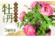 松江大根島牡丹(宝寿ぼたん) 5輪咲き 島根県松江市/島根県農業協同組合くにびき地区本部 [ALBC003]｜ボタン ぼたん 花 鉢植え 植物 贈り物 庭 ガーデニング 観葉植物 苗 松江市 まつえ 