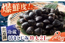 鮮度抜群の貴重な特大粒！宍道湖産しじみ2Lサイズ2kg(生鮮･砂抜済･活しじみ) 島根県松江市/有限会社藤本米穀店 [ALCG009]｜しじみ シジミ 蜆 新鮮 宍道湖 活きしじみ 島根 松江 おすすめ 人気