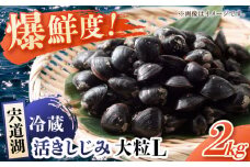 鮮度抜群！宍道湖産しじみLサイズ2kg(生鮮･砂抜済･活しじみ) 松江自慢のしじみです！ 島根県松江市/有限会社藤本米穀店 [ALCG008]｜しじみ シジミ 蜆 新鮮 宍道湖 活きしじみ 島根 松江 おすすめ 人気