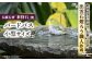伝統石材 来待石 工芸品 庭 石 バードバス 鳥 島根 松江 癒し おすすめ
