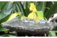 伝統石材 来待石 工芸品 庭 石 バードバス 鳥 島根 松江 癒し おすすめ