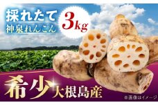 島採れ堀りたて 大根島産神泉れんこん 3kg 島根県松江市/株式会社ふぁーむ大根島 [ALCB005]｜れんこん レンコン 蓮根 掘りたて ほりたて 野菜 根菜