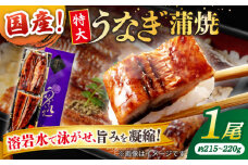 うなぎ老舗専門店のパリっとふっくら国産うなぎ 蒲焼1尾(蒲焼のタレ付き) 島根県松江市/株式会社山美世商会 [ALDC003]｜国産 うなぎ ウナギ 鰻 秘伝のタレ 蒲焼き 国産 島根 松江 おすすめ 人気