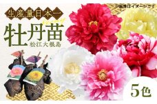 松江大根島牡丹苗(5色セット) 島根県松江市/島根県農業協同組合くにびき地区本部 [ALBC001]｜ボタン ぼたん 花 鉢植え 植物 贈り物 庭 ガーデニング 観葉植物 苗 松江市 まつえ 
