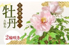 松江大根島牡丹(宝寿ぼたん) 2輪咲き 島根県松江市/島根県農業協同組合くにびき地区本部 [ALBC004]｜ボタン ぼたん 花 鉢植え 植物 贈り物 庭 ガーデニング 観葉植物 苗 松江市 まつえ 