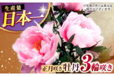 【米子高島屋選定品】日本庭園由志園　正月咲き牡丹（3輪咲き）島根県松江市/株式会社JU米子高島屋 [ALFD009]｜ボタン ぼたん 牡丹 鉢植え ガーデニング 初心者 島根 松江 おすすめ 人気