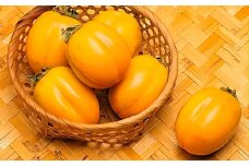山陰浜田の特産果樹「特選西条柿」（あわせ柿）5kg＜10月上旬より発送＞ 産地直送 ギフト 贈答 新鮮 フルーツ 果物 旬 秋の味覚 期間限定 数量限定 デザートくだもの【010_1938】