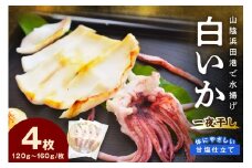 【山陰浜田港・水揚げ】 白いか一夜干し（4枚） 魚介類 魚貝類 干物 干もの 一夜干し 白いか 特産品 つまみ 加工品 【136_1973】