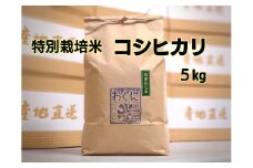 【令和6年産】浜田市金城町産 農家直送特別栽培米 コシヒカリ 5kg 米 お米 精米 白米 ごはん おぐに 新米 新生活 応援 準備 5キロ 特別栽培米 農家直送 【071_2067】